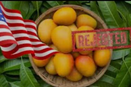 US Rejects Indian Mango Shipments Over Documentation Lapses, Causing Major Losses
