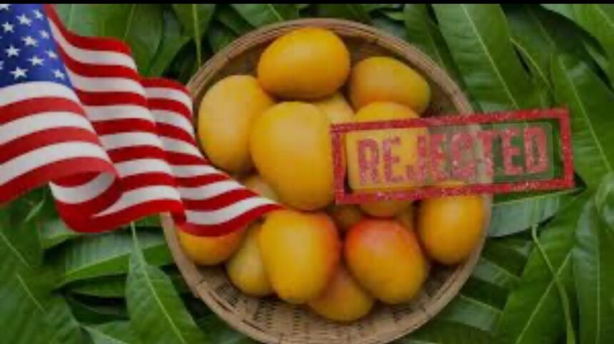 US Rejects Indian Mango Shipments Over Documentation Lapses, Causing Major Losses